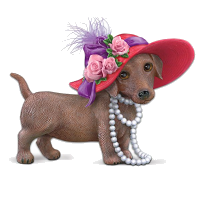 a girly doggy in a hat